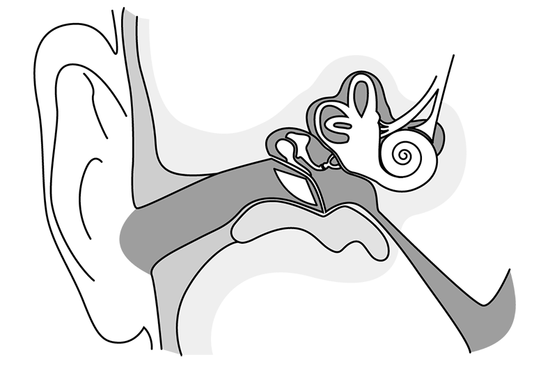 schema de l'oreille